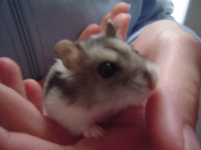 tinka4_v.jpg