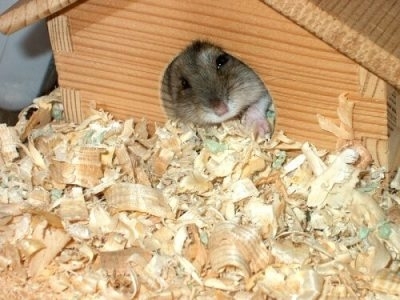 hamster001_v.jpg