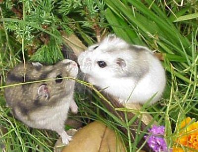 hamster008_v.jpg