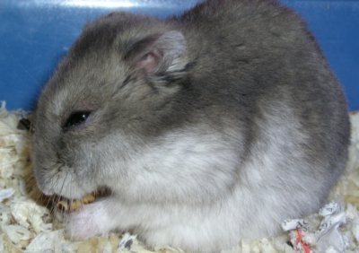hamster038_v.jpg